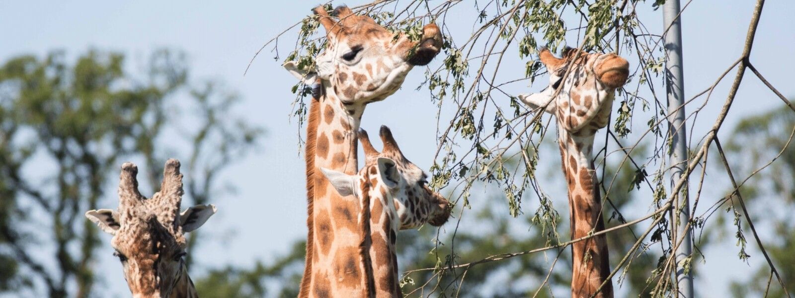 Fota Wildlife Park banner